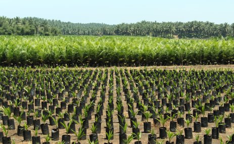 An oil palm nursery near Bengkulu, Sumatra