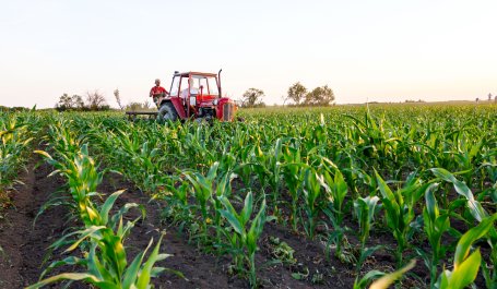 People riding a red tractor in a corn field.