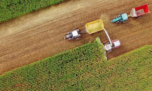 An aerial view of corn being harvested by a farm machine and poured into tractor bins.
