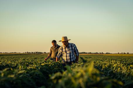 Two men standing in a soybean field.