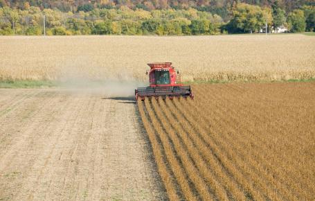 A large red combine being used to harvest a soybean field. 
