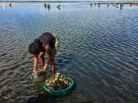 A woman bends down to collect sand oysters in seagrass meadows of Inhambane Bay